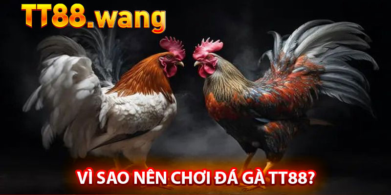Đá Gà TT88 – Trải Nghiệm Cá Cược Đỉnh Cao - Kịch Tính 3 Vì Sao Nên Chơi Đá Gà TT88?